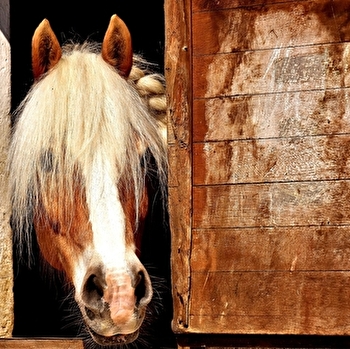 Ecuries de la Coue - LIMANTON