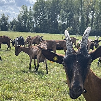 La Chèvrerie Louhannaise - LOUHANS
