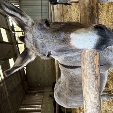 Visite de la ferme des ânesses de la Côte du Puits