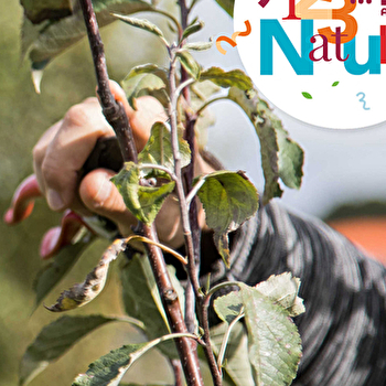 ATELIER ARBORICULTURE 123 NATURE : Taille de restauration à Valentigney - VALENTIGNEY