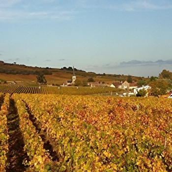 Bourgogne Moniot - SANTENAY
