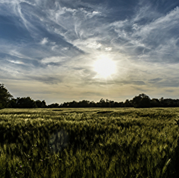 Corne à la Poulette - 101B - OUNANS