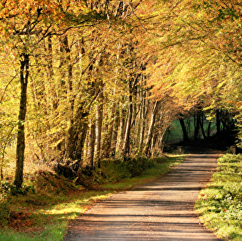 Sentier Colette - SAINT-SAUVEUR-EN-PUISAYE