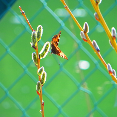 Réserve Naturelle Régionale des tourbières du bief du Nanchez