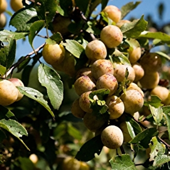 Equation végétale - LA GRANDE-VERRIERE