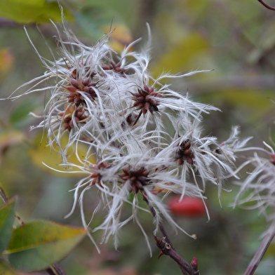 découverte 'Baies sauvages' ENS2026 - sur réservation