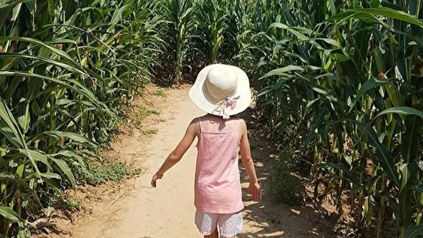 Le labyrinthe aux épis