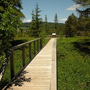 Tourbières de Mouthe - MOUTHE