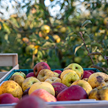 Le Verger Bio de Fouchécourt - FOUCHECOURT