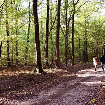 La Forêt - SAINT-GERMAIN-LES-BUXY