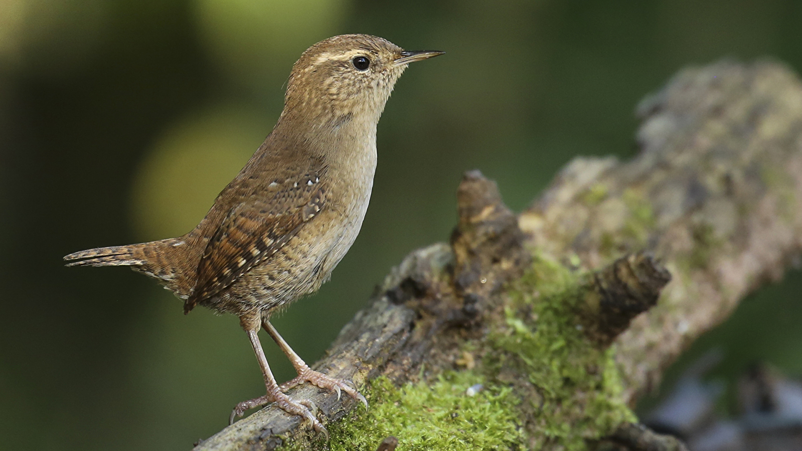A la découverte des oiseaux forestiers
