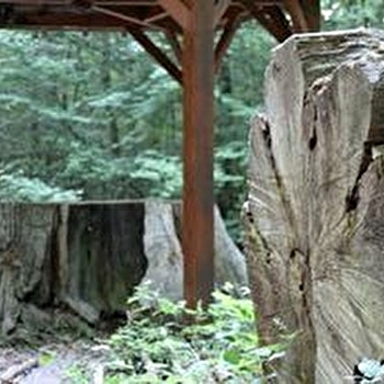  Le chêne Babaud - POISEUX