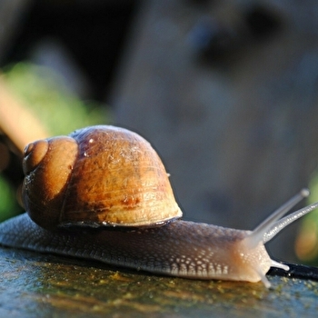 Guilaine BASCOP - ANTULLY