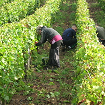 Caveau de Bacchus - Aviet Lucien & Fils  - MONTIGNY-LES-ARSURES