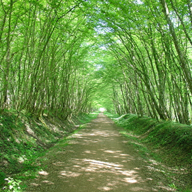 Decize - La Machine par l'étang Grénetier