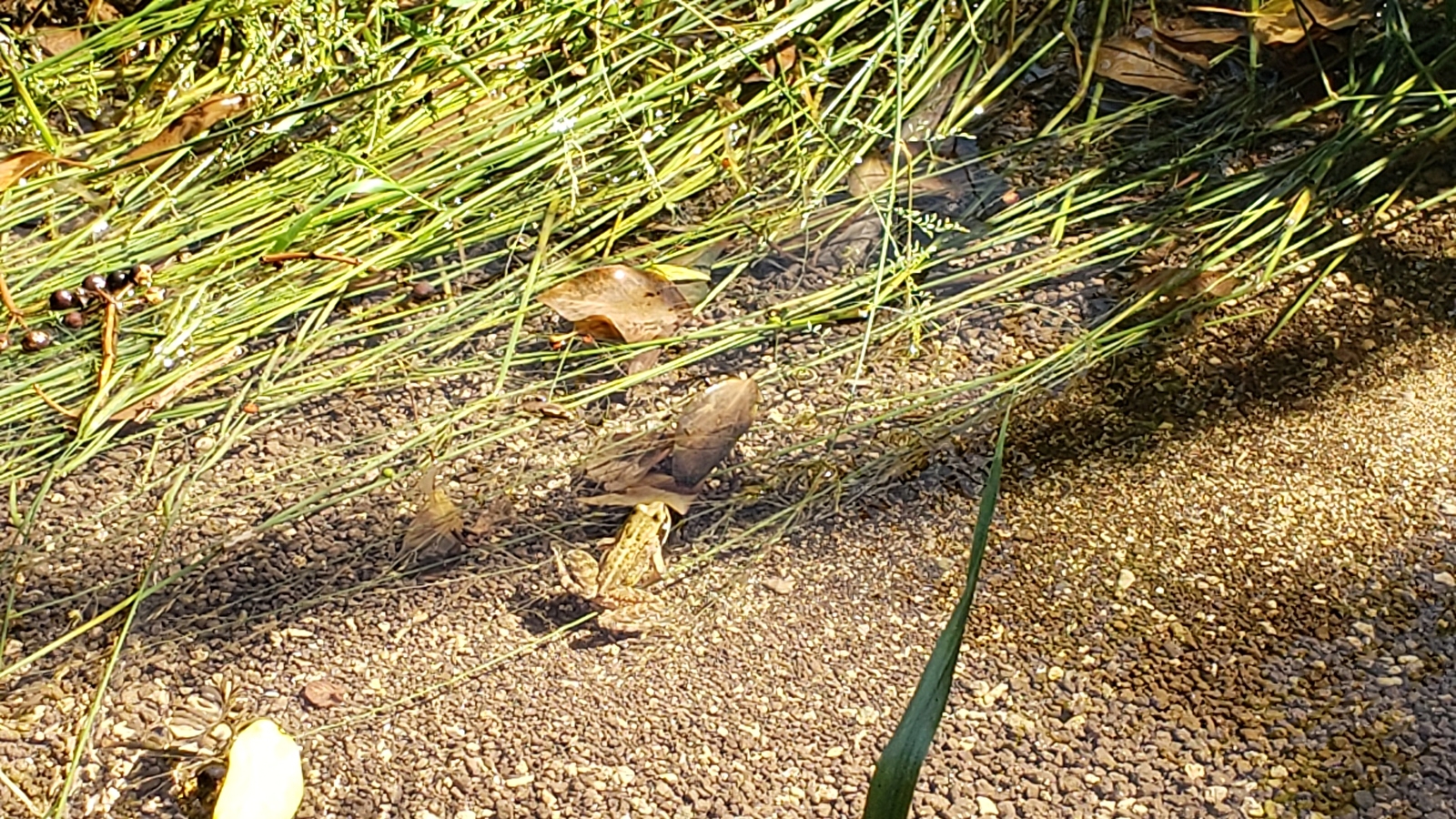 Le petit peuple de l'Ignon