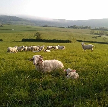 Les fromages de brebis de Coline - MALAIN