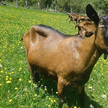 Chèvrerie du Mont de Fuans - FUANS