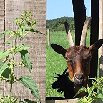 Chèvrerie de la Marsotte - AVRIGNEY-VIREY