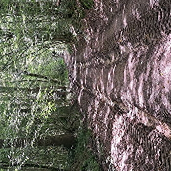 Amandine Chevallier Mise en Art - Animatrice de randonnée - BEINE