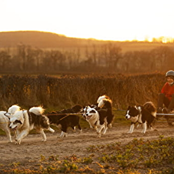 Excursion en chien de traîneaux par Wood'Cie Ranch Canin - NEVERS