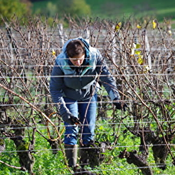 Initiez-vous au métier du vigneron ! - LUGNY