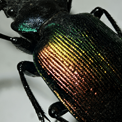 Exposition en forêts tropicales...