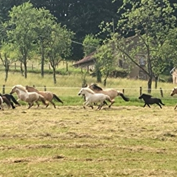 Centre équestre La Combeauté - FOUGEROLLES-SAINT-VALBERT