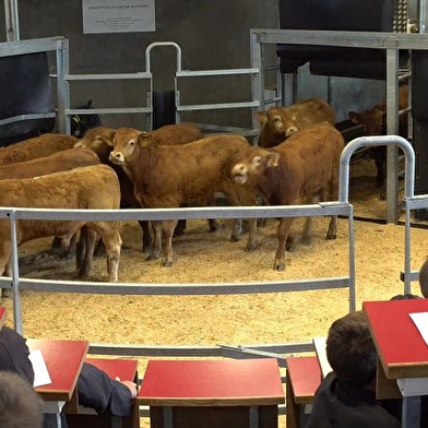 Marché aux bovins