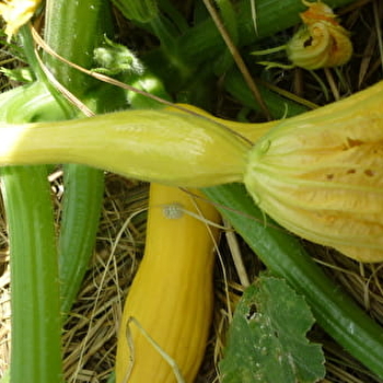Du bon dans le pré - FORLEANS
