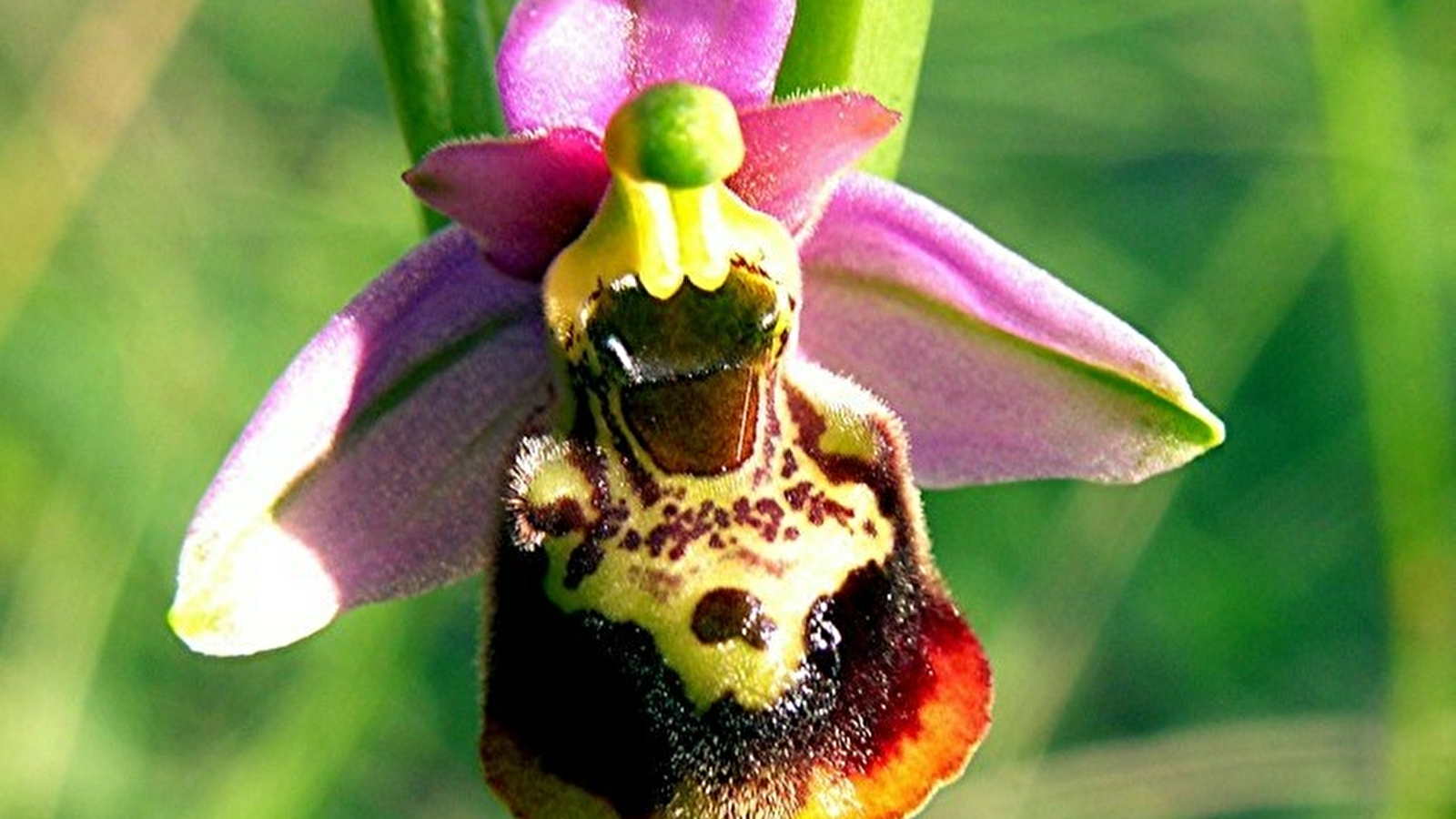 Pelouses sèches d'Hugier