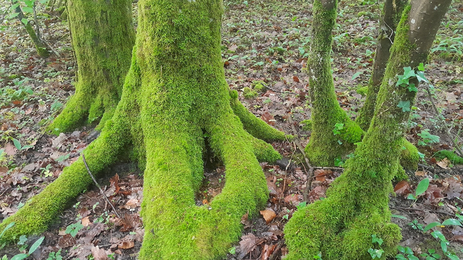 Le monde secret de la forêt de Cîteaux _ENS2026