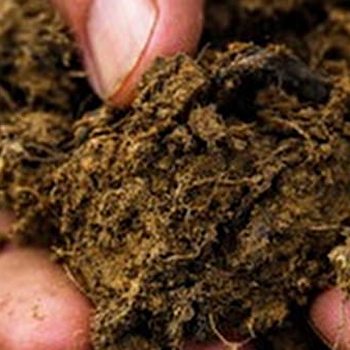 Guillemot-Michel - CLESSE