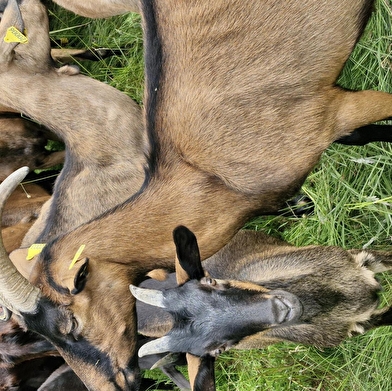 Fromagerie de Bréviande