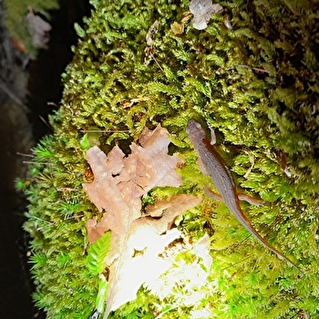 Fréquence grenouille_ENS2026 - SAINT-NICOLAS-LES-CITEAUX