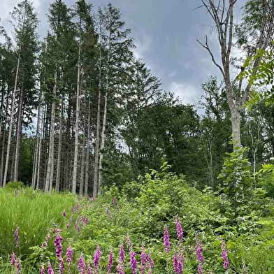 Randonner à Lucenay 