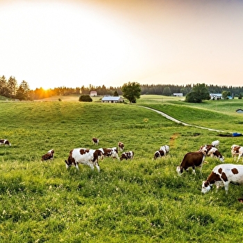 Mi-Bois - 36V - MIGNOVILLARD