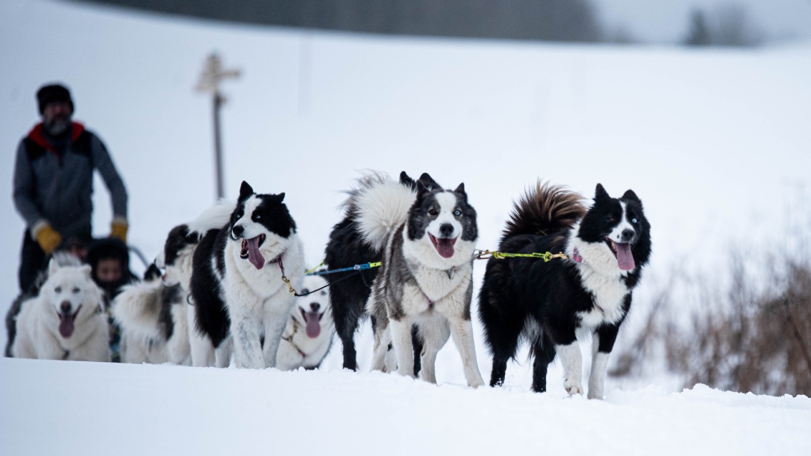 La vallée des laïkas - Chiens de traîneau
