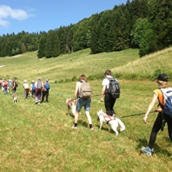 Free sled - Chiens de traîneaux / cani-rando et cani-trotinette - MORBIER
