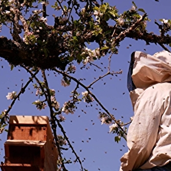 Miel Grosjean - AMONT ET EFFRENEY