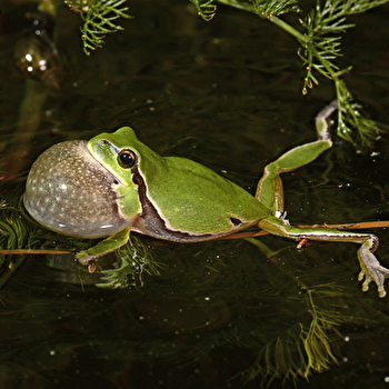 Les rainettes 'a capella' - MONTCEAUX-L'ETOILE