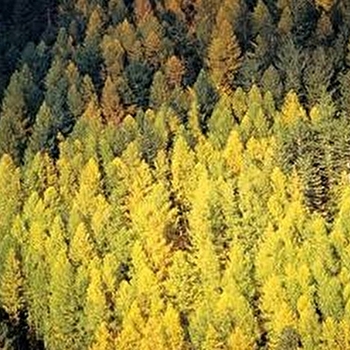 Sentier l'homme et la forêt - LA CHAUX-DU-DOMBIEF
