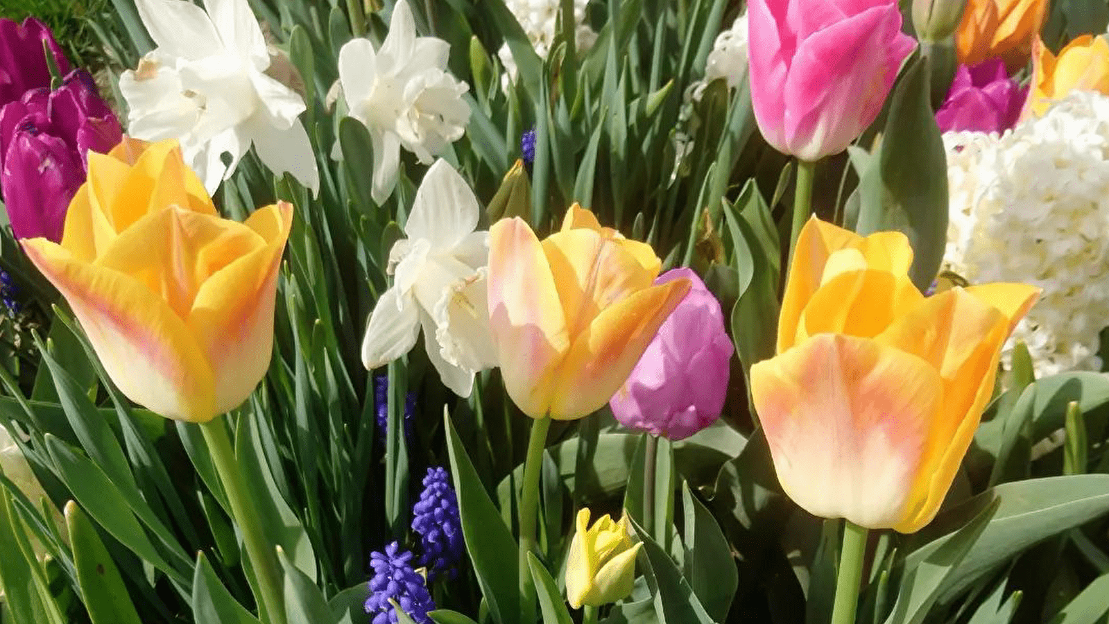 Visite 'Plantes à Bulbes'